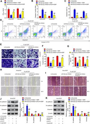 MicroRNA-92a-3p Enhances Cisplatin Resistance by Regulating Krüppel-Like Factor 4-Mediated Cell Apoptosis and Epithelial-to-Mesenchymal Transition in Cervical Cancer